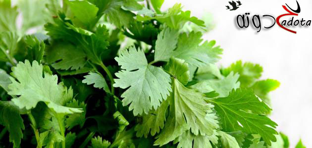 تفسير رؤية البقدونس في المنام