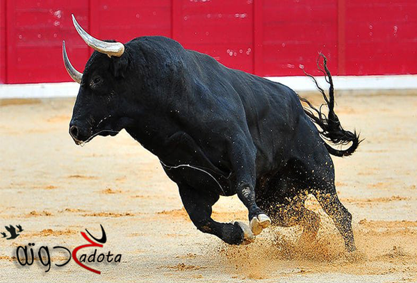 ما هو تفسير رؤية الثور في المنام