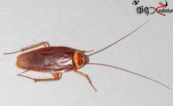 ما معنى ظهور الصراصير في الحلم؟