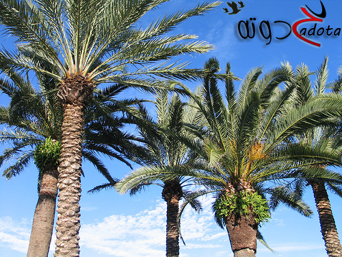 تفسير رؤية النخل في المنام