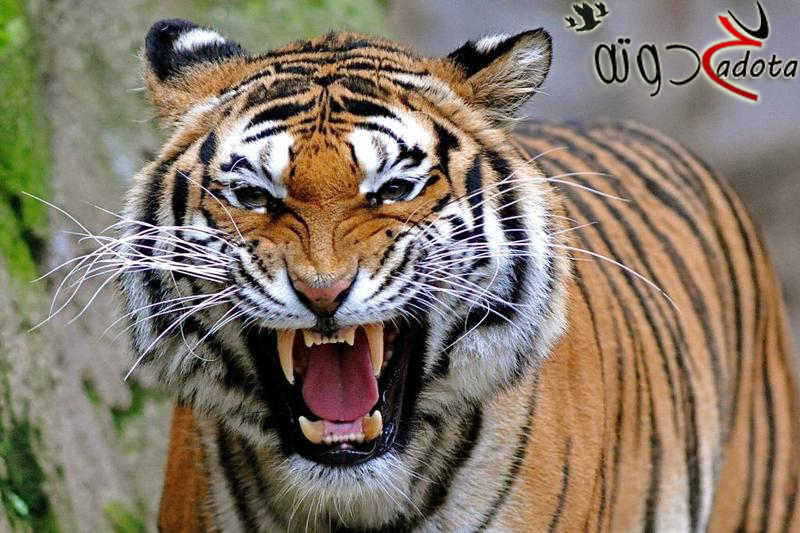 تفسير رؤية النمر في المنام لابن سيرين