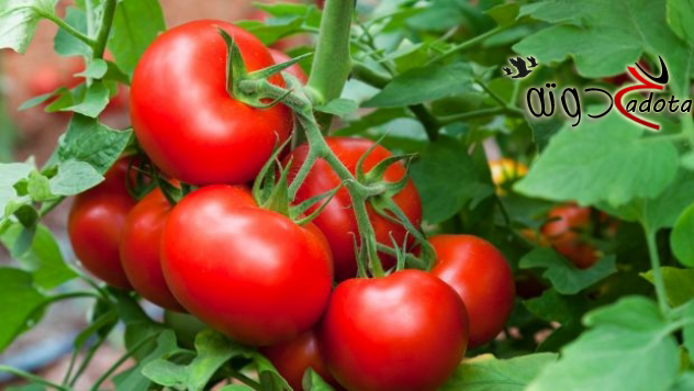 ما تفسير رؤية الطماطم الحمراء في المنام