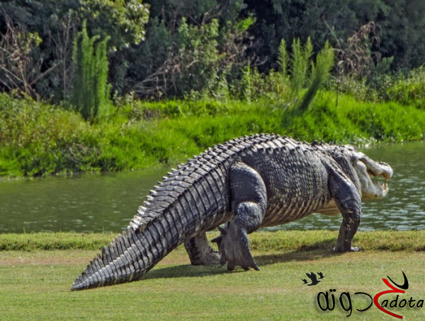 تفسير حلم التمساح في المنام