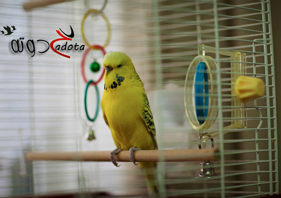 تفسير رؤية قفص الطيور في المنام لابن سيرين