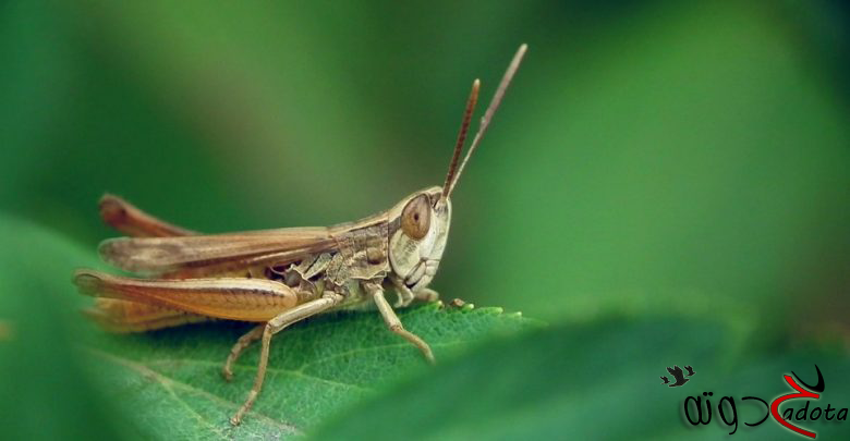 تفسير رؤية الجراد في المنام لابن سيرين