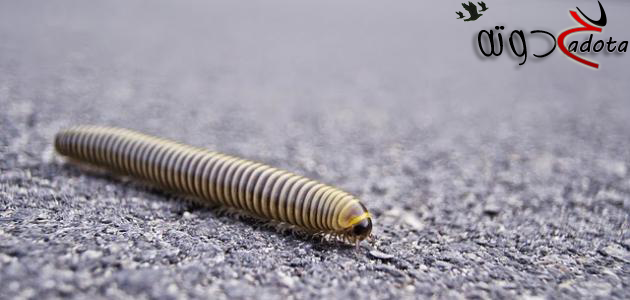 ما هو تفسير رؤية الدود في المنام