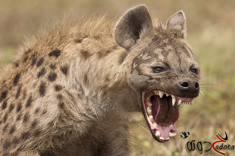 على ماذا يدل رؤية الضبع في المنام؟