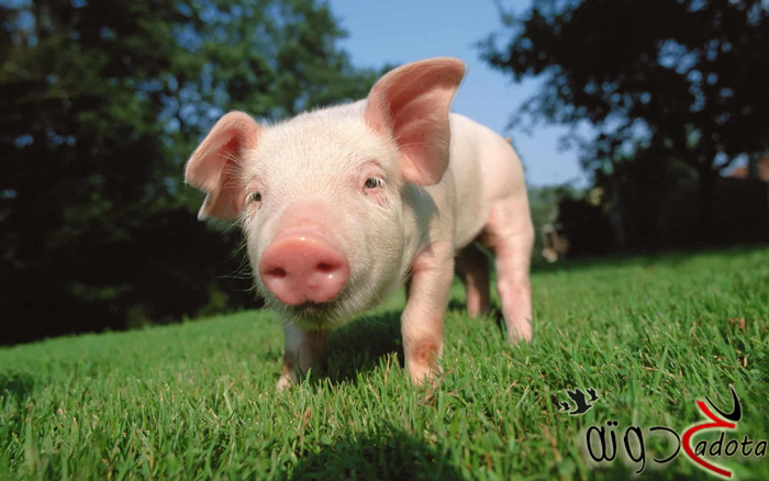 على ماذا تدل رؤية الخنزير في المنام