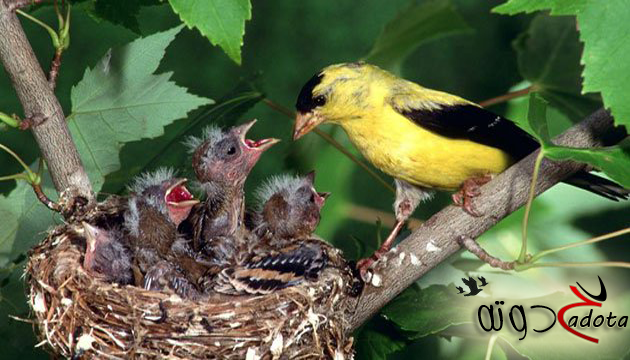 تفسير رؤية عش العصفور في المنام