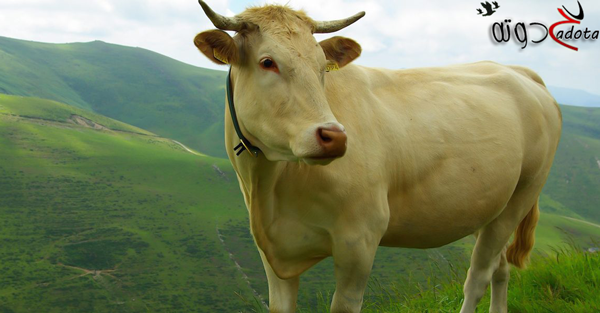 على ماذا يدل رؤية العجل في المنام