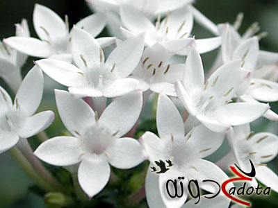 ما تفسير رؤية الفل في المنام