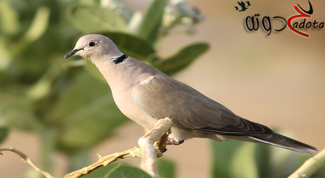 تفسير رؤية اليمام البني في المنام