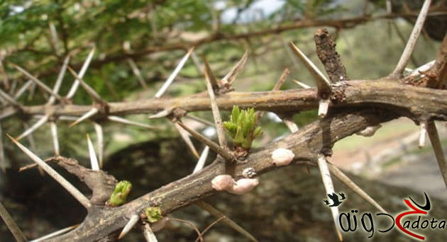 ما تفسير رؤية الشوك في المنام