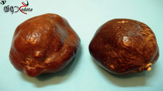 تفسير رؤية الدوم في المنام