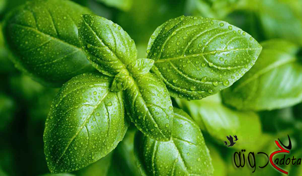 ما تفسير رؤية الريحان الاخضر في المنام