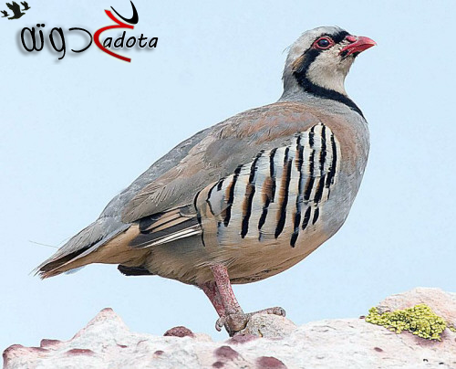 ما هو تفسير رؤية طائر الحجل في المنام