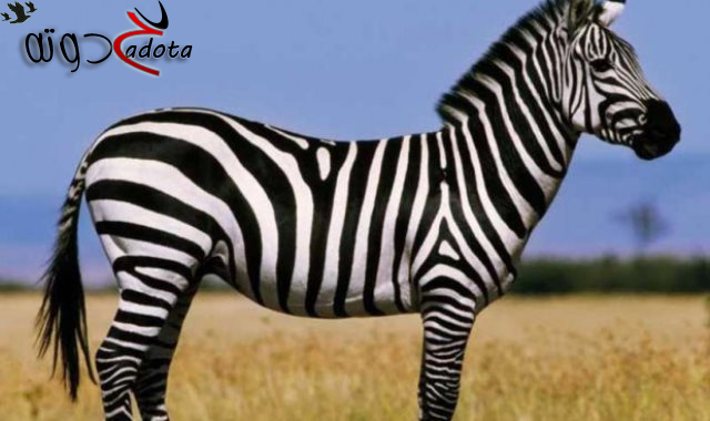 ماذا يعني حمار وحشي في الحلم؟