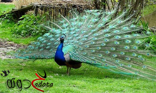 تفسير حلم رؤية الطاووس في المنام