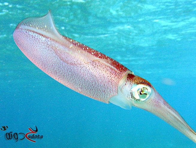 ما هو تفسير رؤية الحبار في المنام