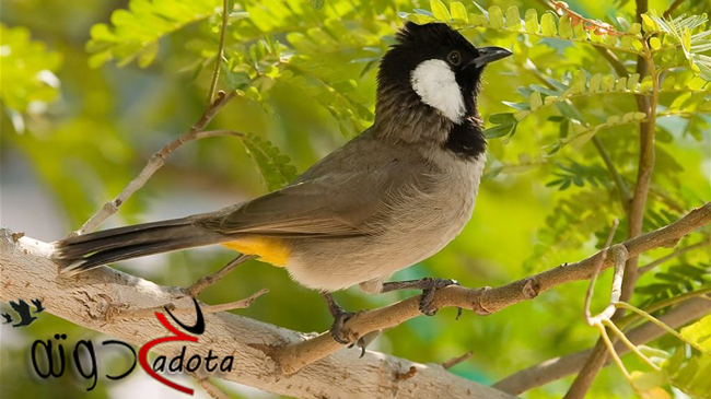 ما هو تفسير طائر البلبل في المنام