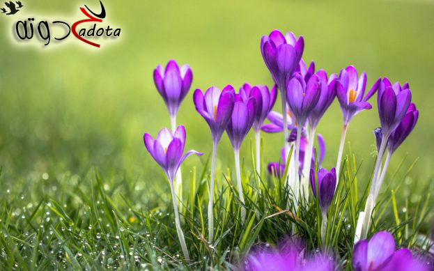 ما هو تفسير رؤية الورد البنفسجي في المنام