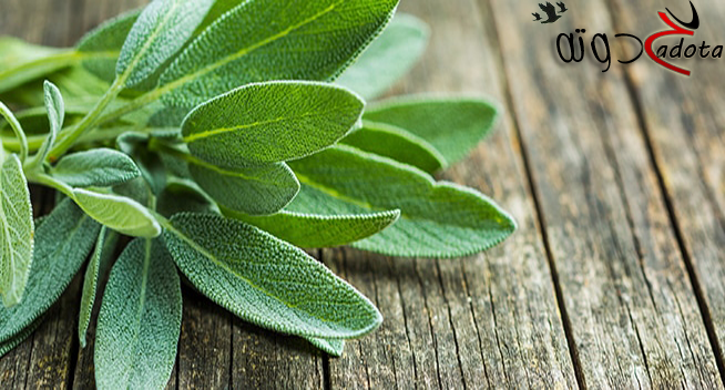 تفسير حلم الميرمية في المنام