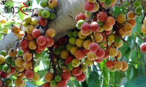 ما تفسير رؤية أكل الجميز في المنام