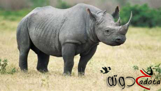 تفسير رؤية وحيد القرن في المنام لابن سيرين