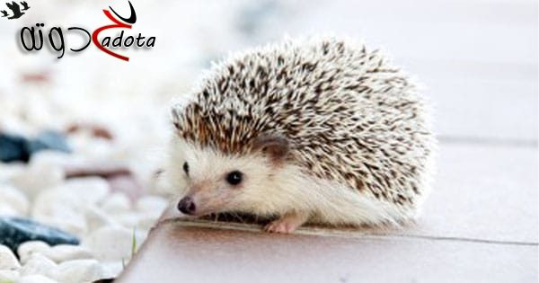 ما هو تفسير رؤية القنفذ في المنام