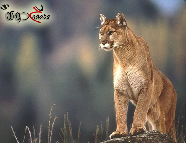 ما تفسير رؤية انثى الاسد في المنام