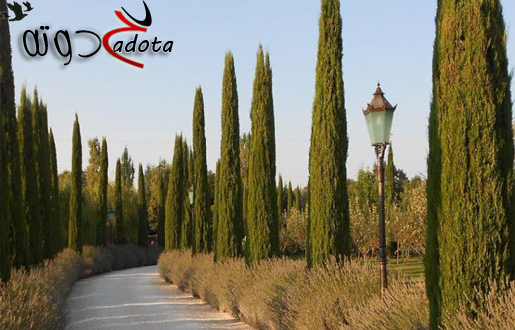 تفسير رؤية شجر السرو في المنام