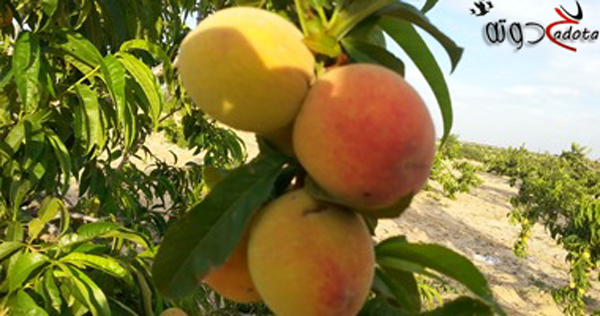 تفسير حلم الدراق ( الخوخ ) في المنام