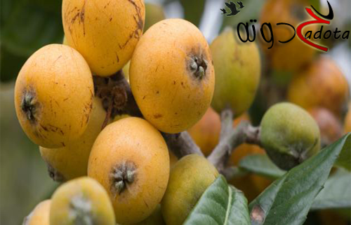 تفسير رؤية الاسكدنيا في المنام