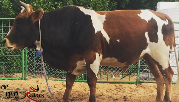 تفسير رؤية ذبح البقرة أو العجل في المنام