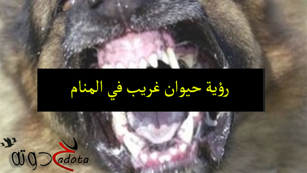 تفسير حلم رؤية حيوان غريب في المنام