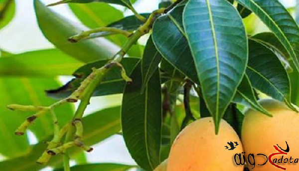 تفسير حلم رؤية شجرة المانجو في المنام