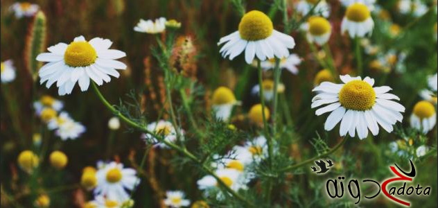 تفسير رؤية البابونج في المنام