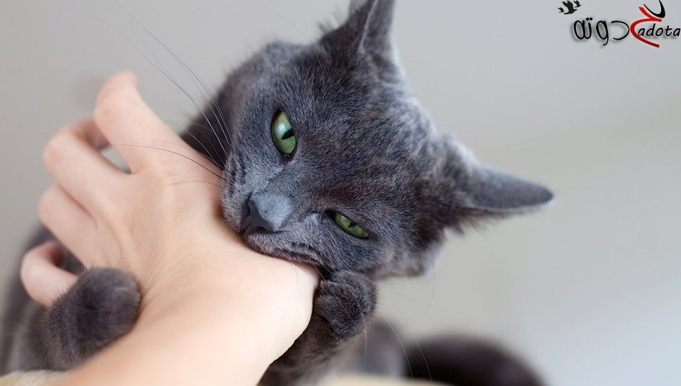 ما تفسير عضة القطة في المنام