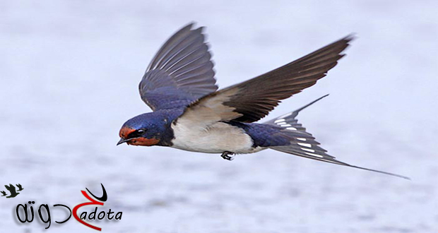 تفسير رؤية طائر السنونو في المنام