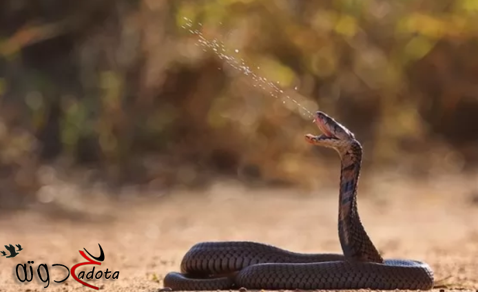 تفسير حلم رؤية السم في المنام