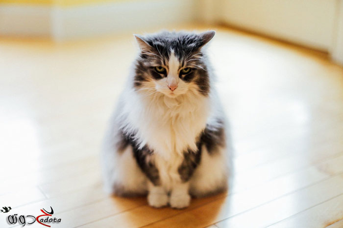 تفسير رؤية براز القطط في المنام