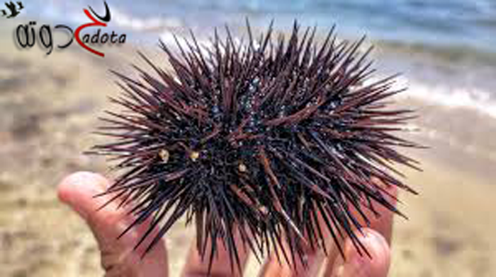 تفسير رؤية قنفذ البحر في المنام