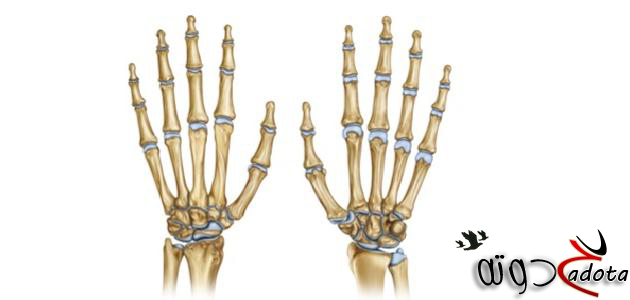 تفسير رؤية عظام اليد في المنام