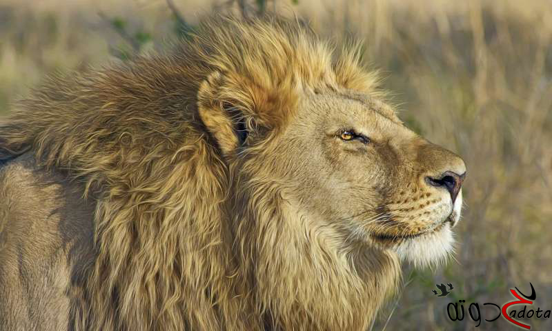 تفسير رؤية مطاردة الأسد في المنام