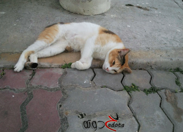 حلمت اني قتلت قطة في المنام