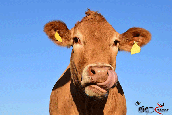 تفسير رؤية رأس بقرة مذبوحة في المنام