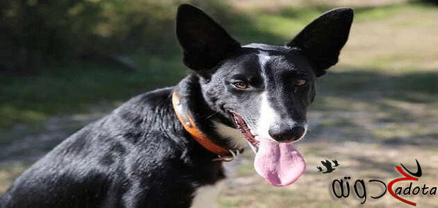 تفسير رؤية ضرب الكلاب في المنام