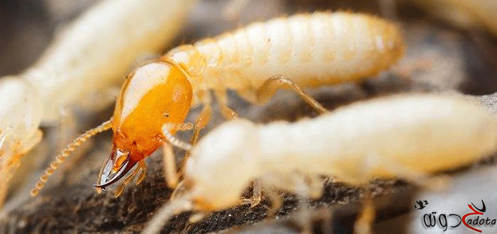 تفسير رؤية النمل الأبيض في المنام