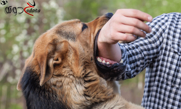 تفسير رؤية عض الكلاب في المنام
