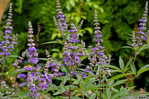 تفسير رؤية عشبة كف مريم في المنام